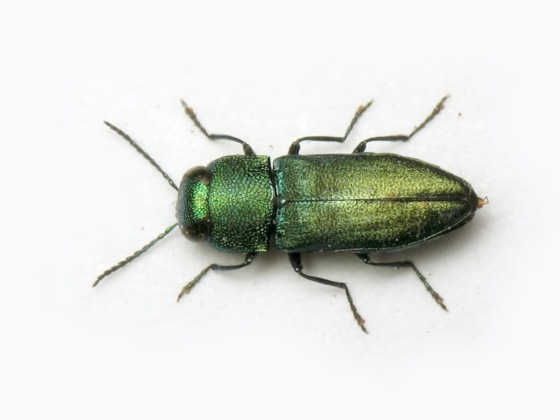 Anthaxia tenella Kiesenwetter, 1858